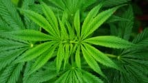 cannabis sativa plant 1404978544Z8U 2 215x120 - Was ist THC und welche Wirkung hat es?