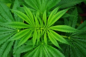 cannabis sativa plant 1404978544Z8U 2 300x200 - Was ist THC und welche Wirkung hat es?