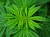 cannabis sativa plant 1404978544Z8U 2 74x55 - Was ist THC und welche Wirkung hat es?