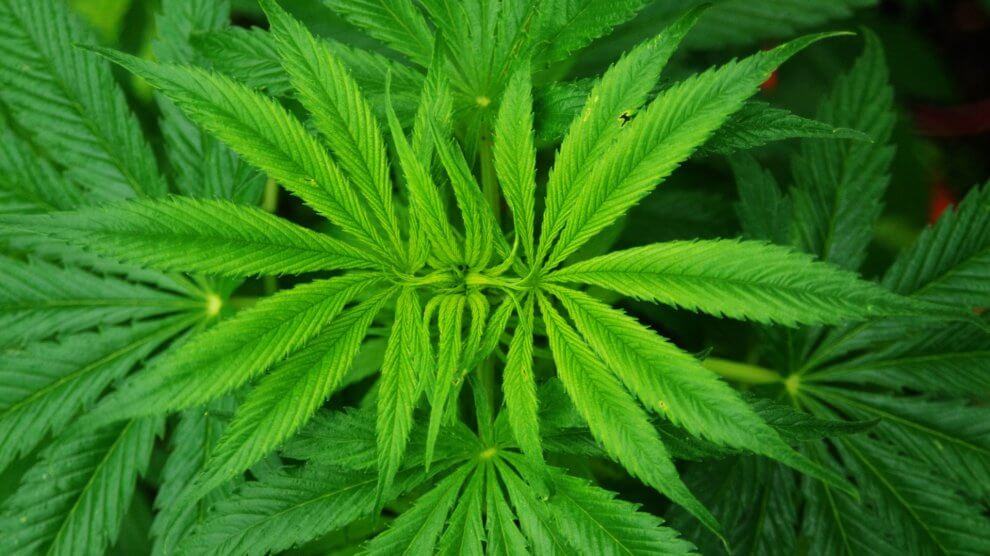 cannabis sativa plant 1404978544Z8U 990x556 - Unterschied zwischen: Cannabis, Hanf, Marihuana, Haschisch - Strafbarkeit
